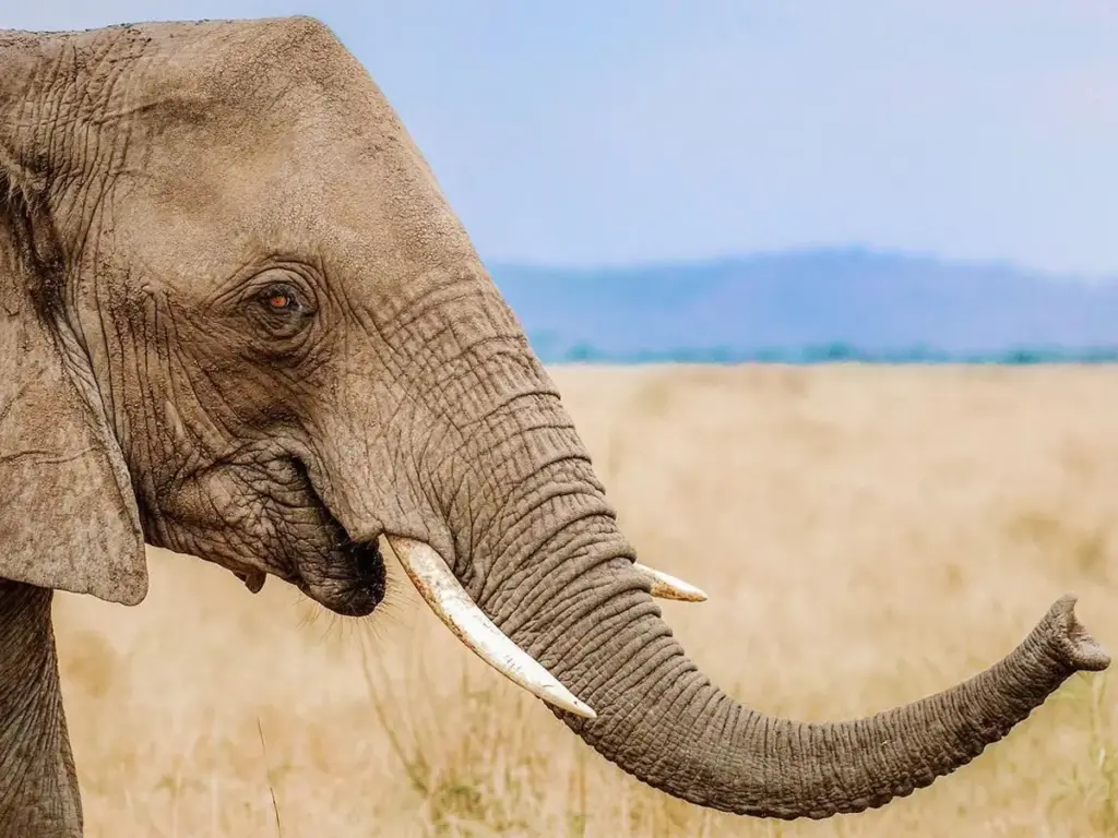 African Elephant interacting with the environment with the help of its long trunk.