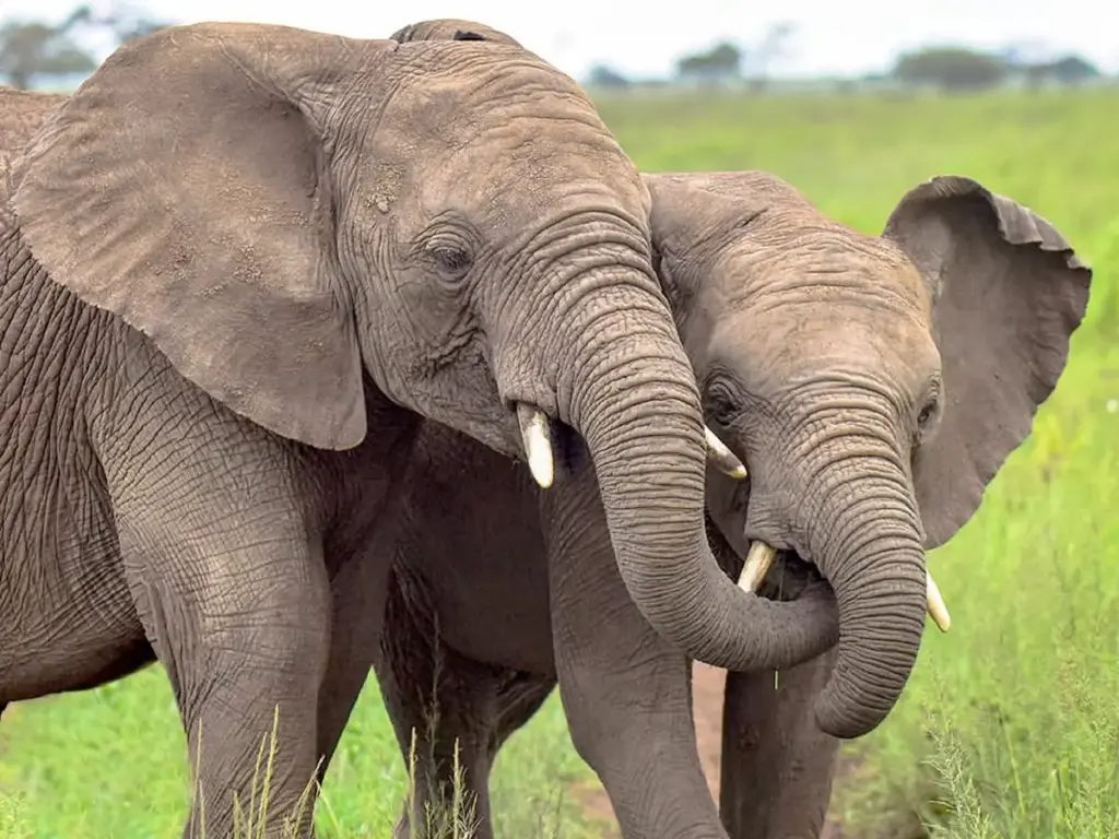 African Elephants displaying their ivory tusk, which is being poached in Africa.