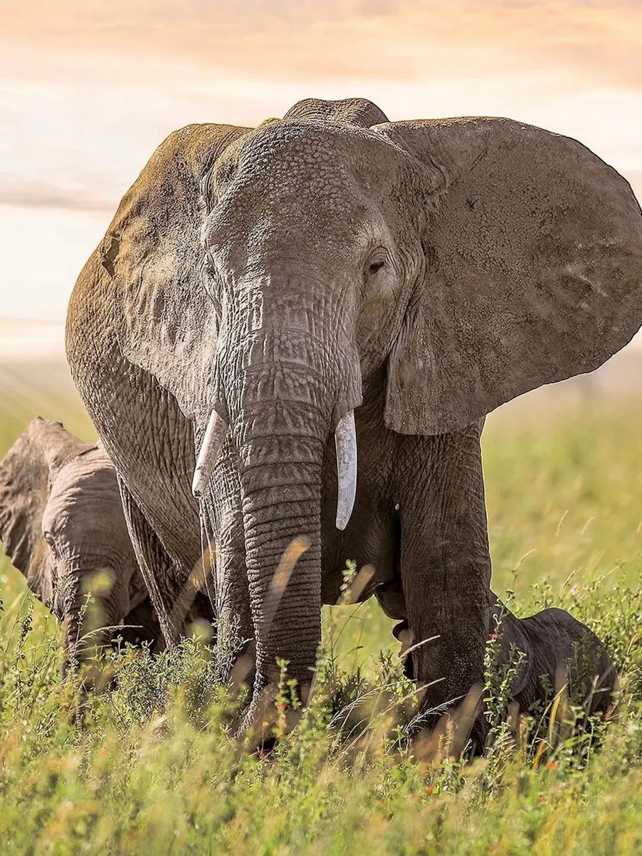African Elephants, part of the Big 5, roaming the plains of the Serengeti.