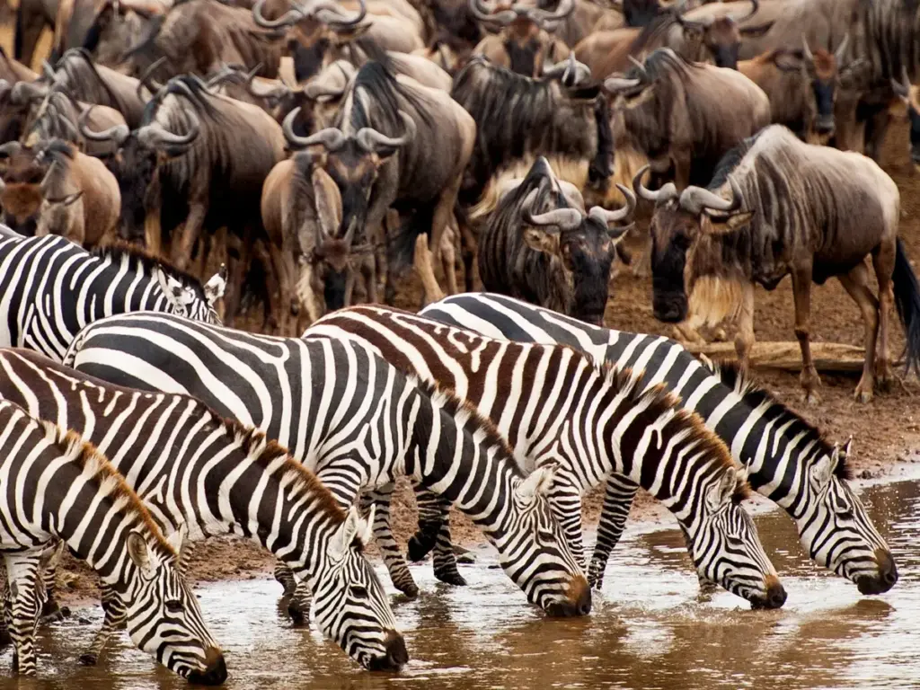 Zebras and wildebeests drinking water from the Mara River.