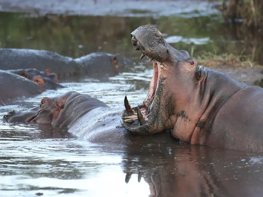 Hippopotamus attacking herbivores with their large jaws in the Mara River.