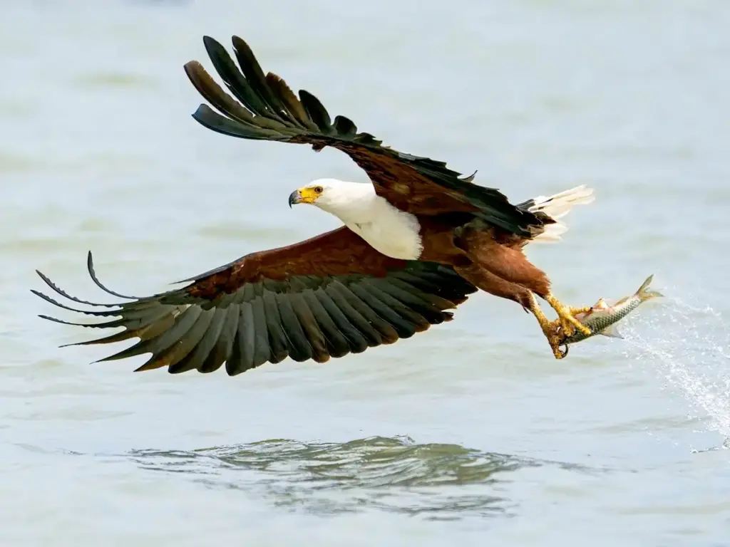 African Fish Eagle hunting small herbivores as they cross the Mara River.