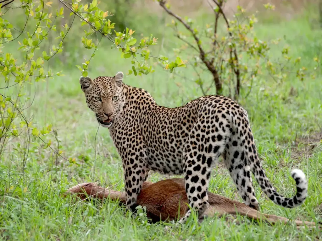 Leopards preying on herbivores that come to drink near the Mara River.