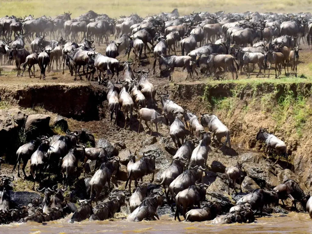 Wildebeests crossing the Mara River, in search of greener pastures.