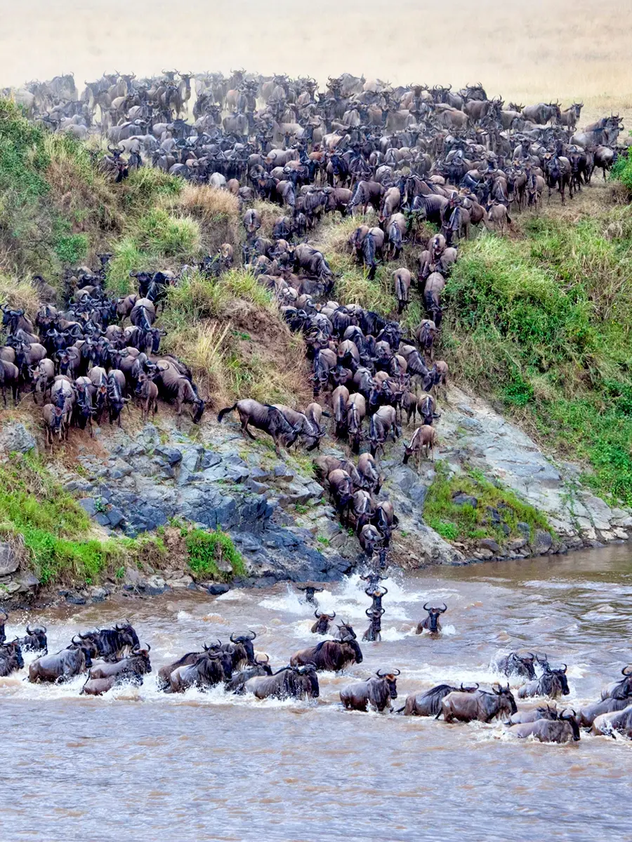 Predators attacking the herbivores crossing the Mara River.