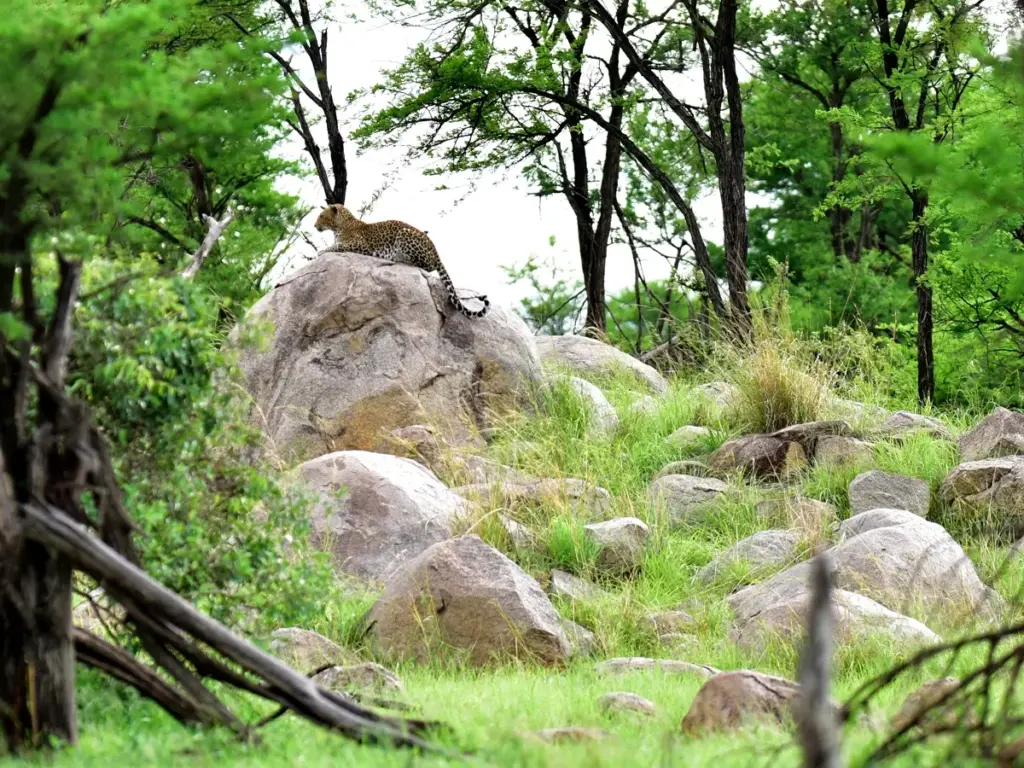 A leopard perched on the Kopjes and Rift Valleys in the Serengeti National Park.