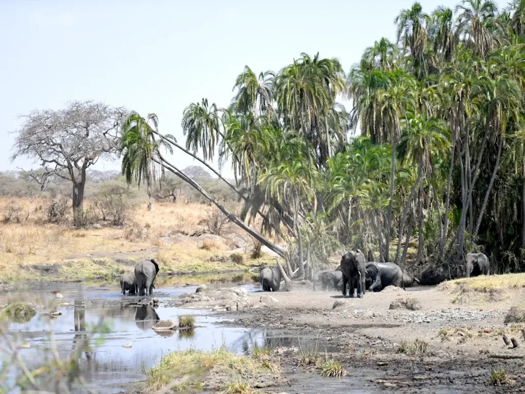 Elephants gather around at the waterhole in the Serengeti National Park.