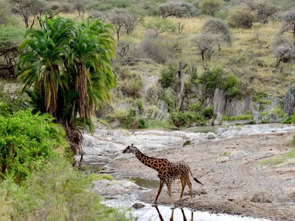 A giraffe gracefully stands in a stream, showcasing the beauty of Serengeti National Park's wildlife and geology.