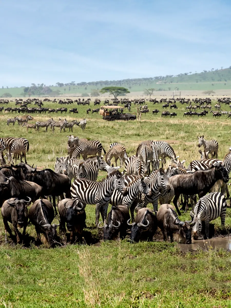 A herd of zebras and wildebeests in Serengeti National Park.