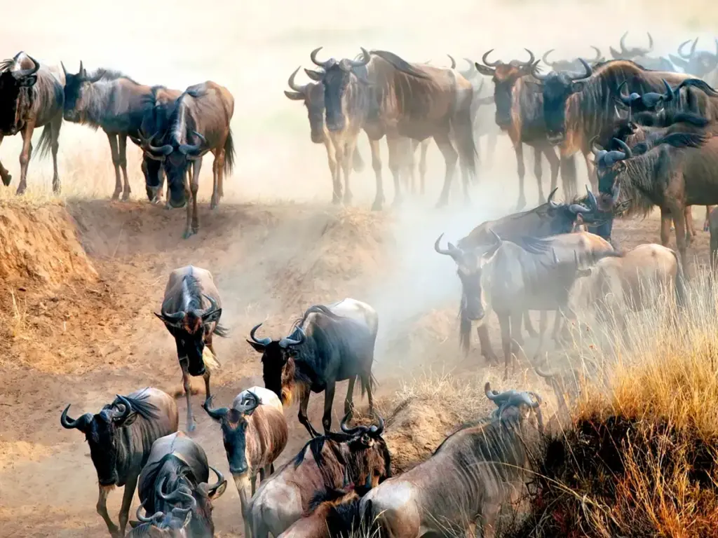 A herd of wildebeest crossing the Mara River during the Great Migration river crossing.