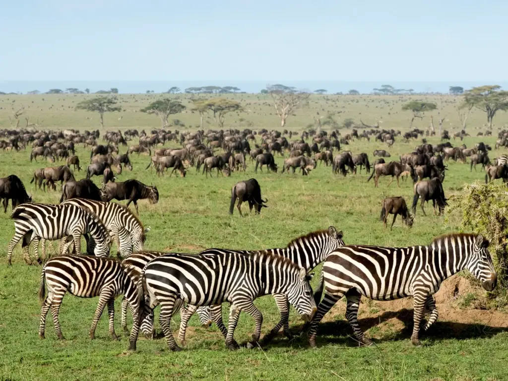 Wildebeesand and zebras grazing on grassland in the Serengeti National Park.