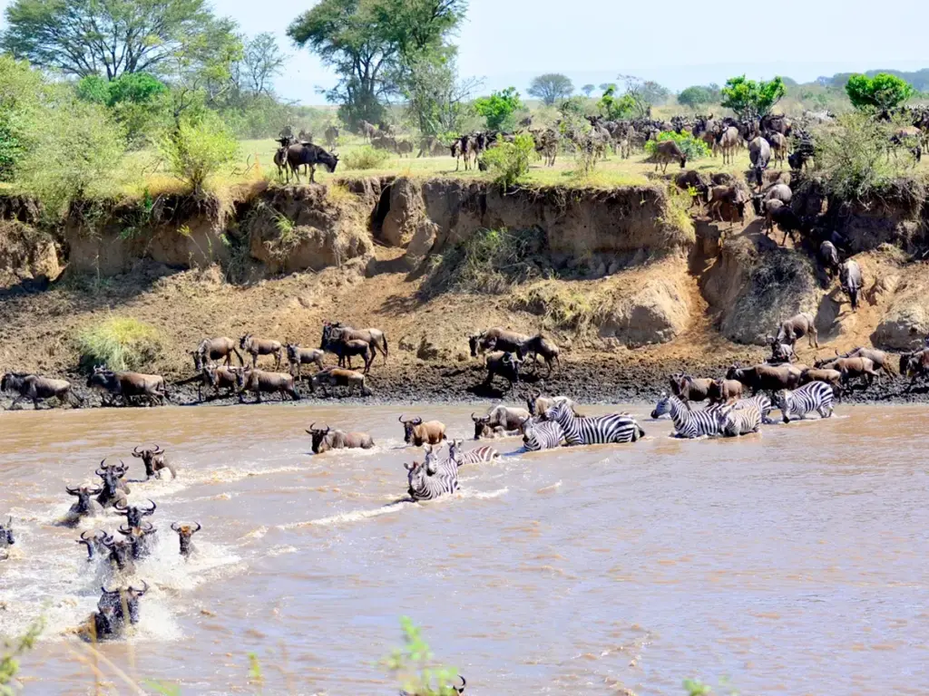 A herd of wildebeests and zebras migrating across the river in the Serengeti National Park.