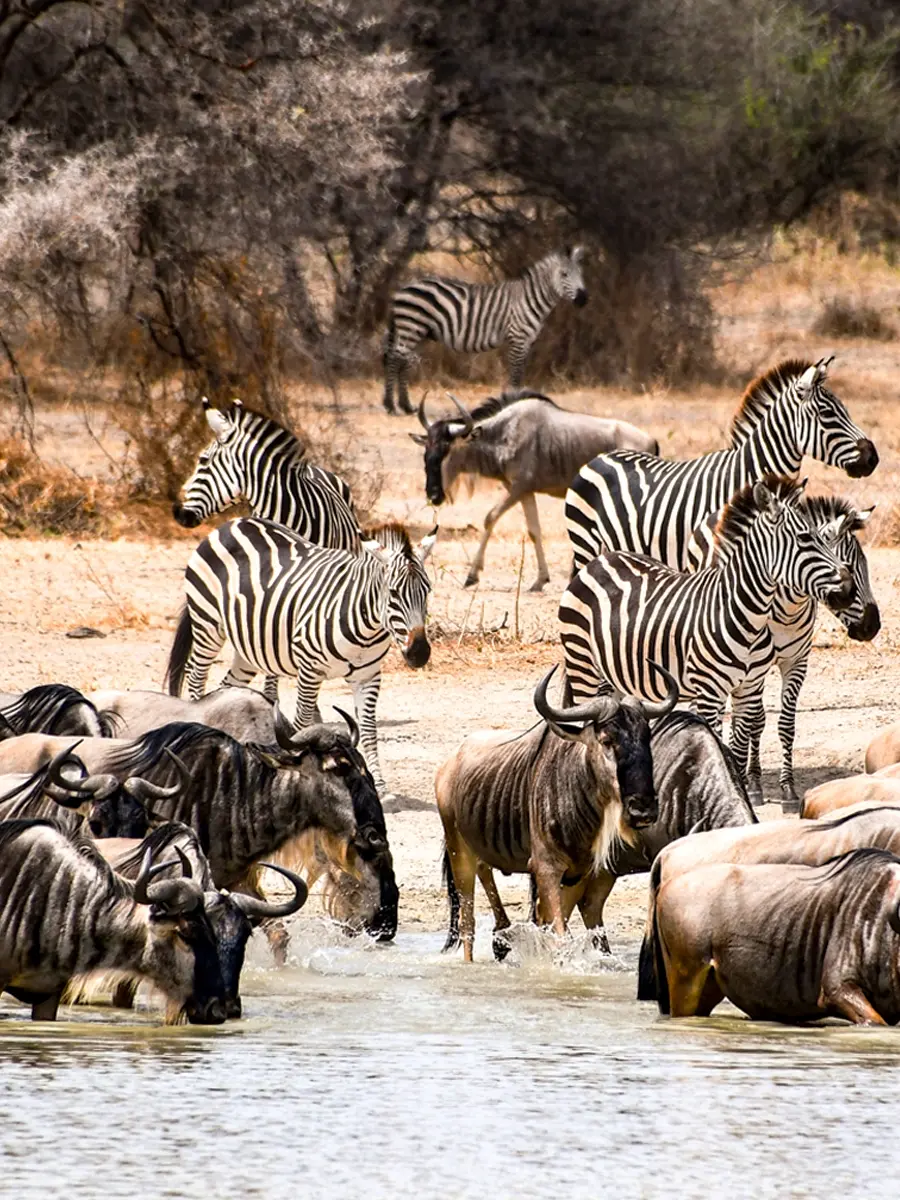 Herd of wildebeests and zebras gathered around a waterhole in the Serengeti National Park.