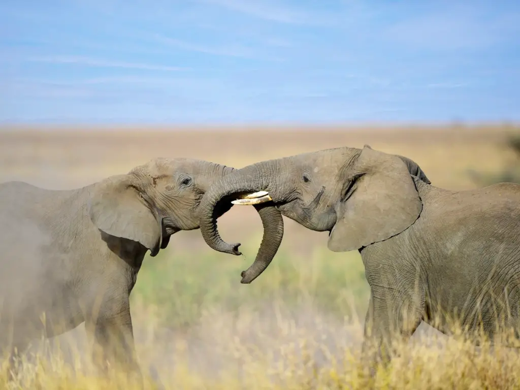 Two elephants  playfully interacting, showcasing their social bond.