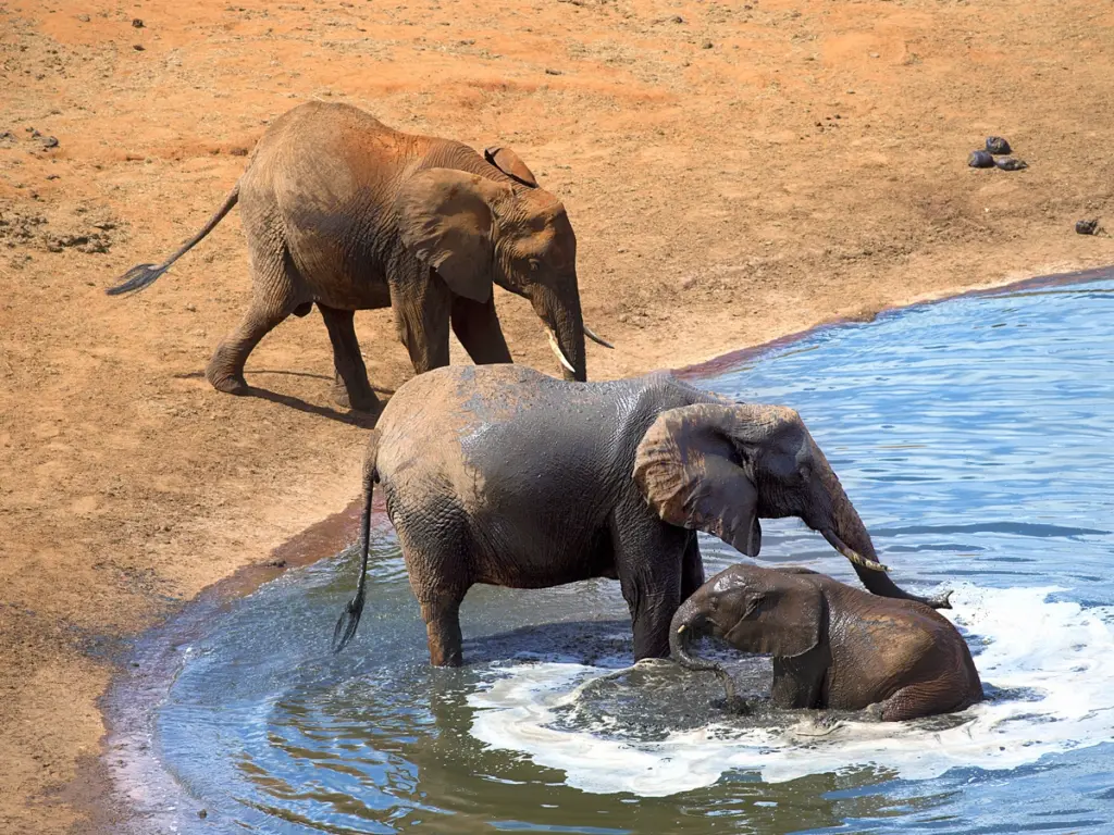 A mother elephant and her baby elephant wading in the water.