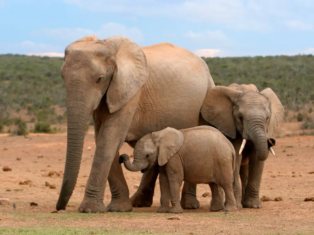 A family of elephants walking together in the African savanna.