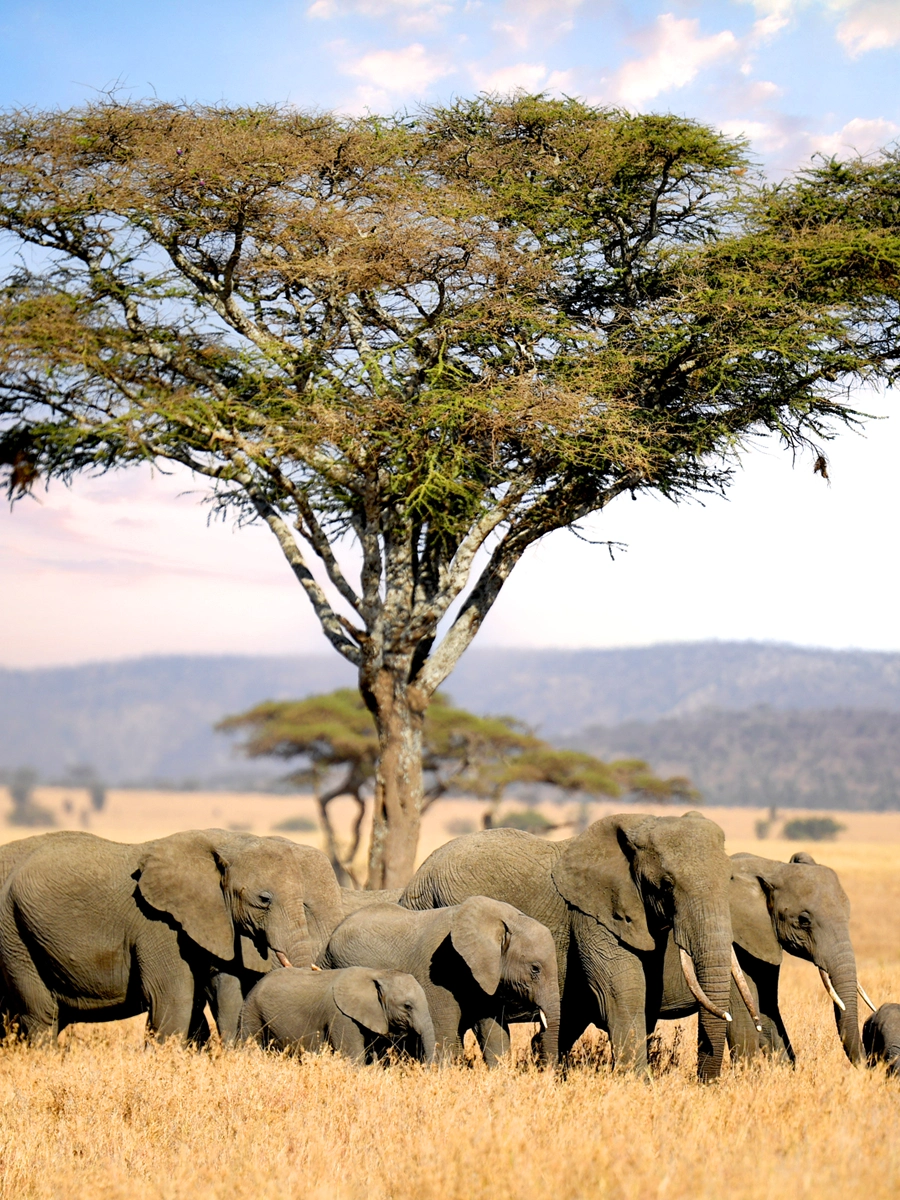 Group of elephants in a field, highlighting their close-knit social relationships.