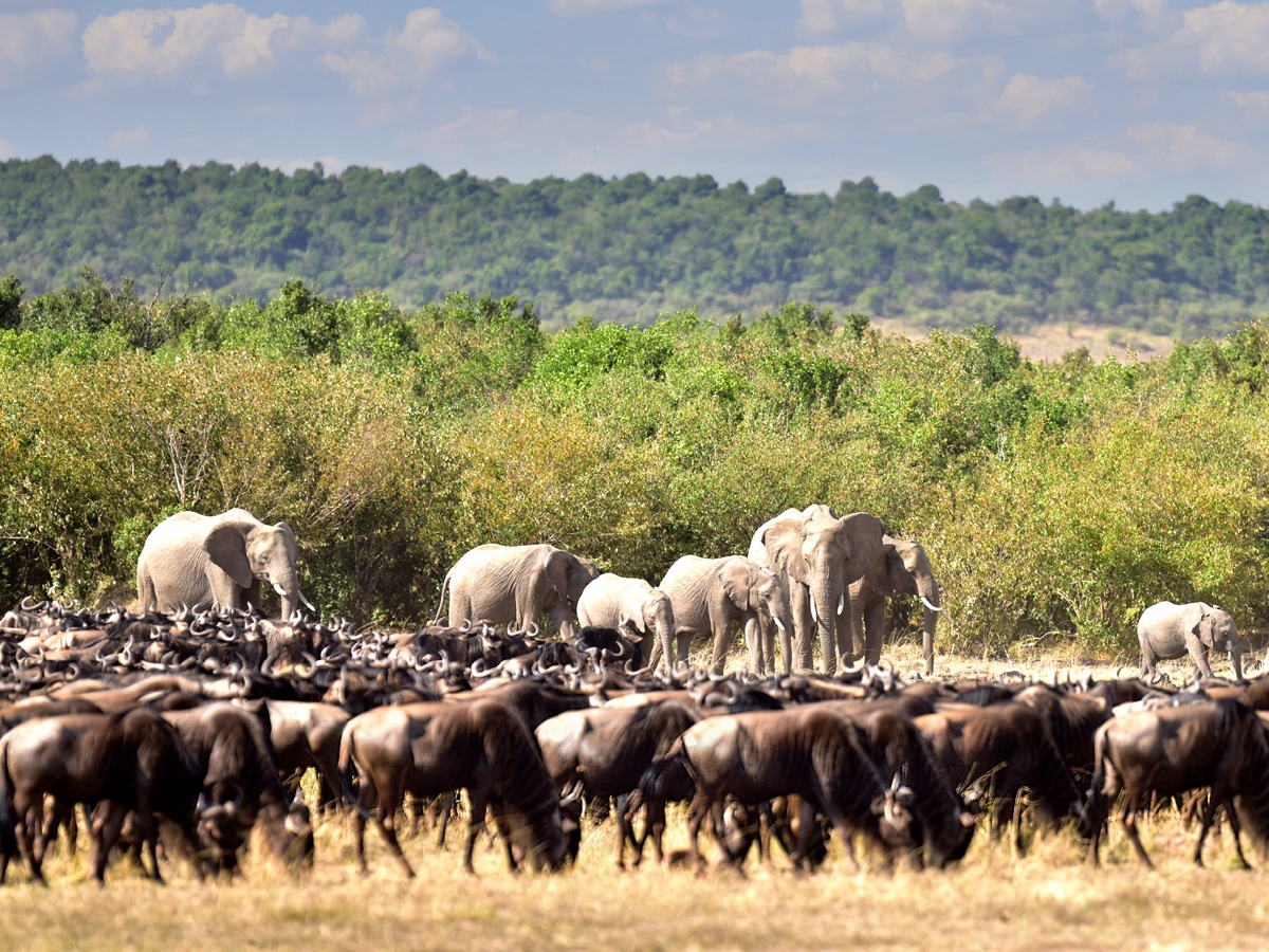 A breathtaking view of the Serengeti landscape with golden grasslands under a vibrant sky, showcasing the wilderness and allure of this iconic destination.