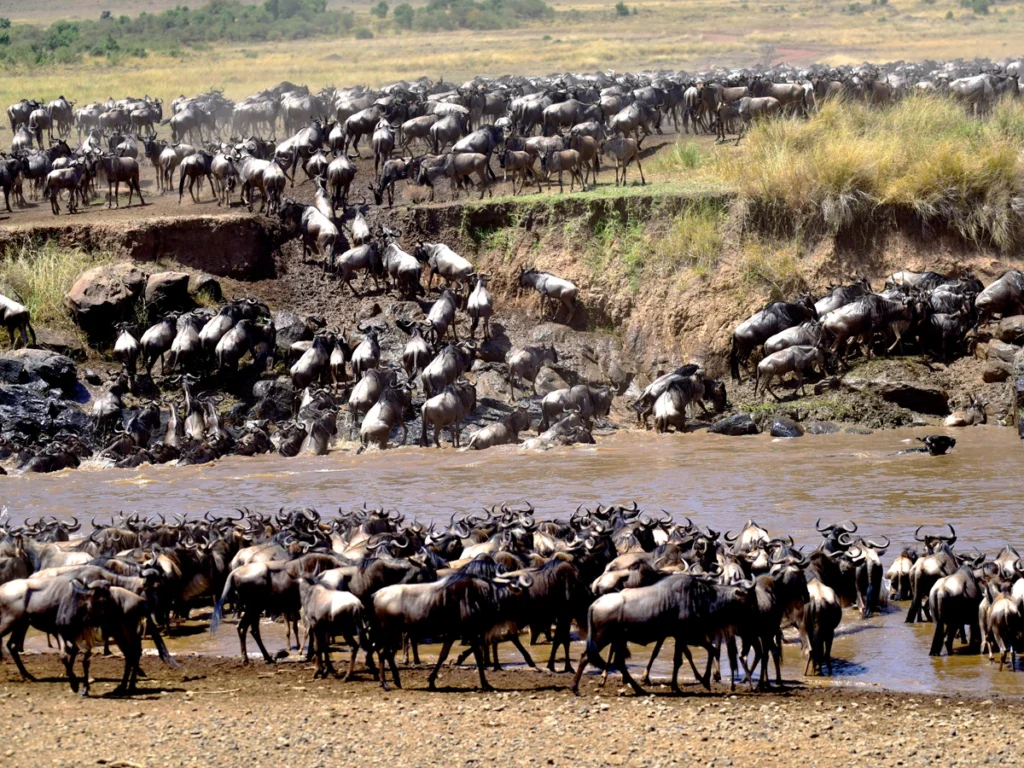 A dramatic scene of wildebeests and zebras crossing the Mara River during the Great Migration, with crocodiles in the water and dust in the air.