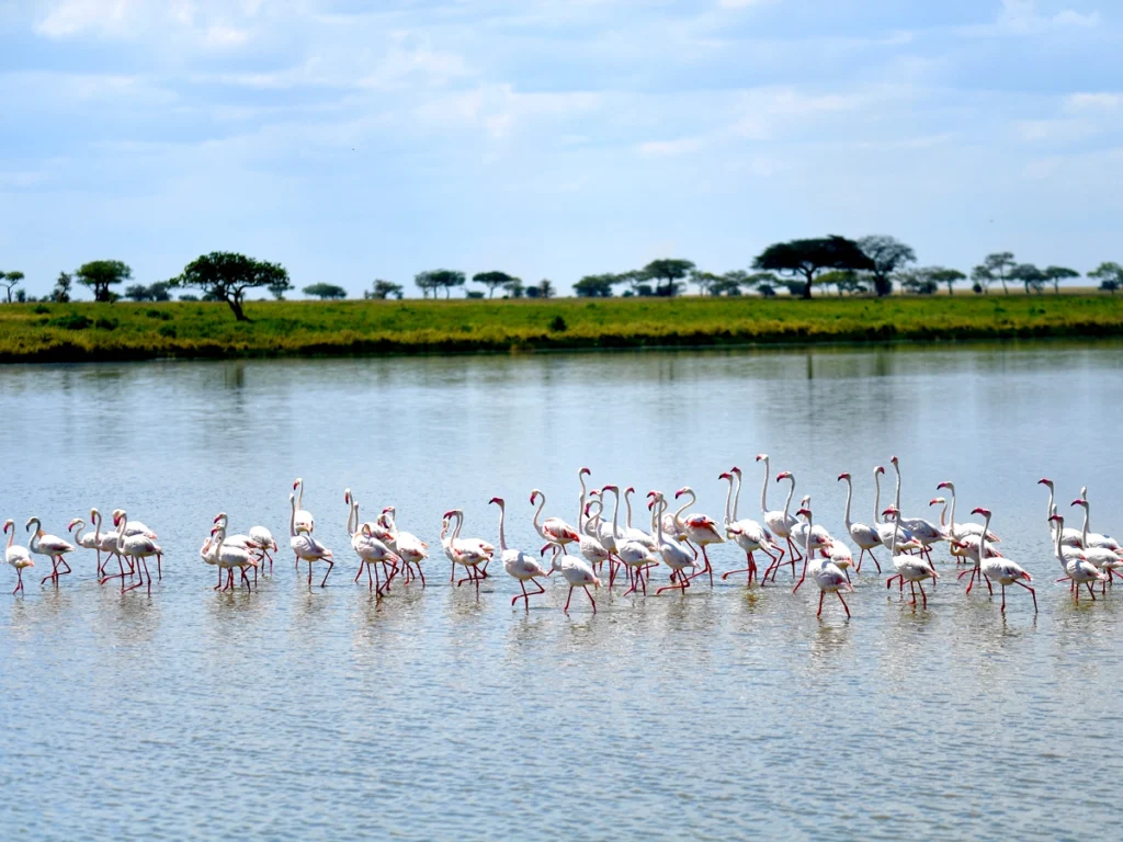 A close-up of colorful migratory birds perched in the lush green Serengeti during the wet season, with flamingos dotting the shores of Lake Ndutu.