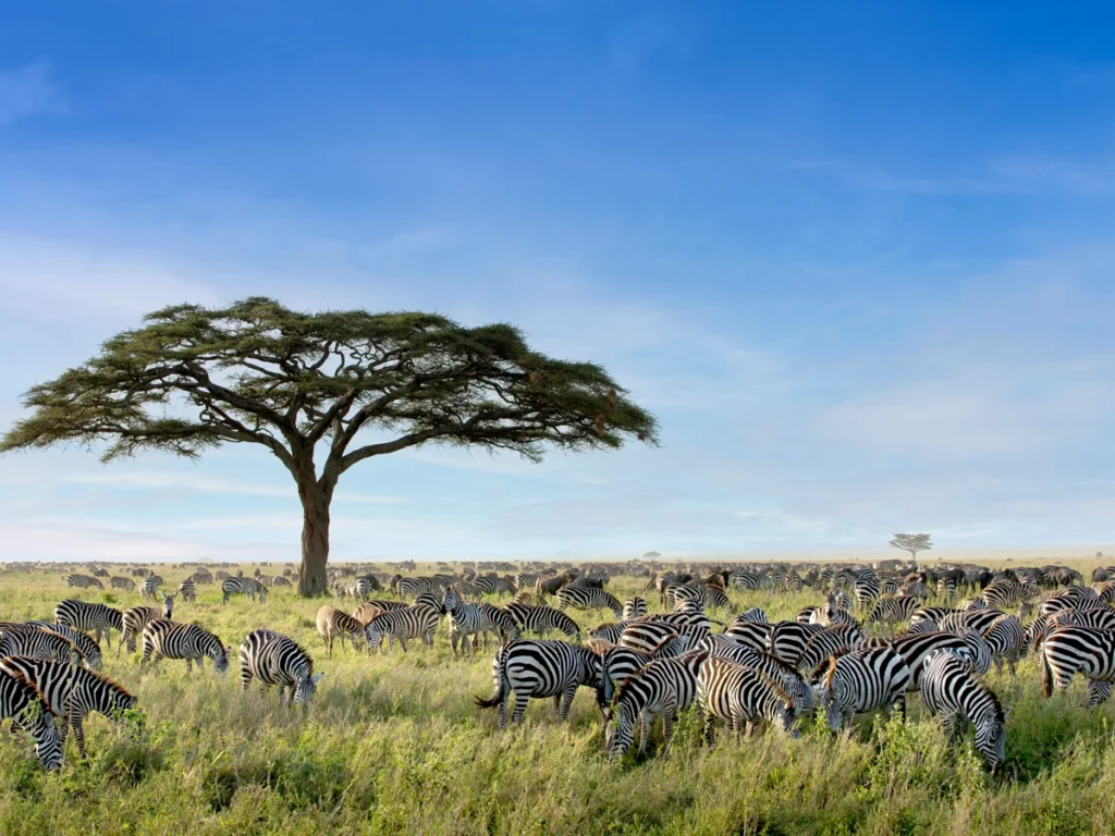 A pride of lions basking under the Serengeti sun near a waterhole, surrounded by elephants, Zebras, and giraffes.