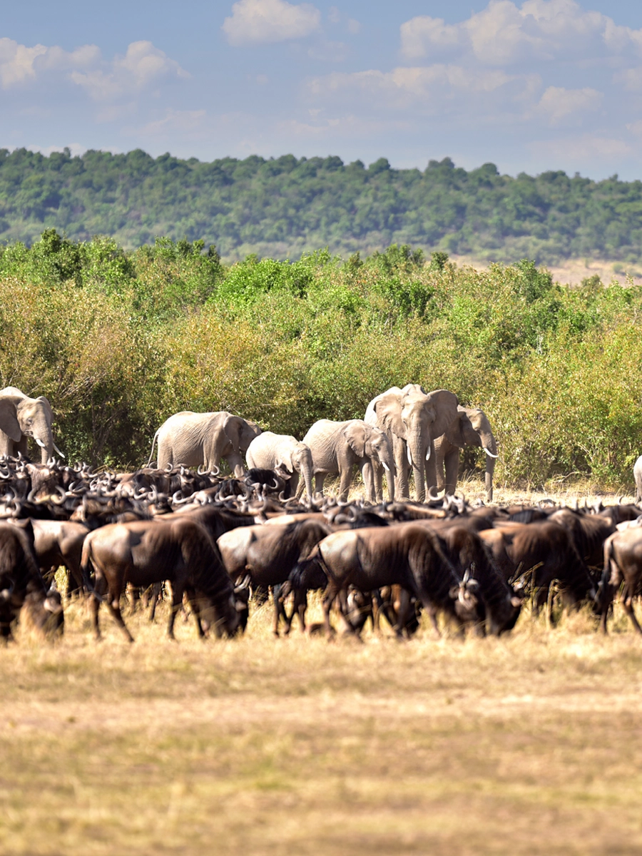 A breathtaking view of the Serengeti landscape with golden grasslands under a vibrant sky, showcasing the wilderness and allure of this iconic destination.