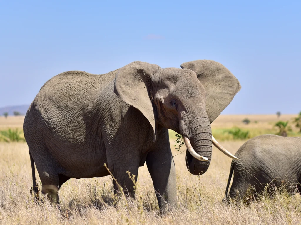 African elephant guiding his family herd through Serengeti National Park's olden plains. 