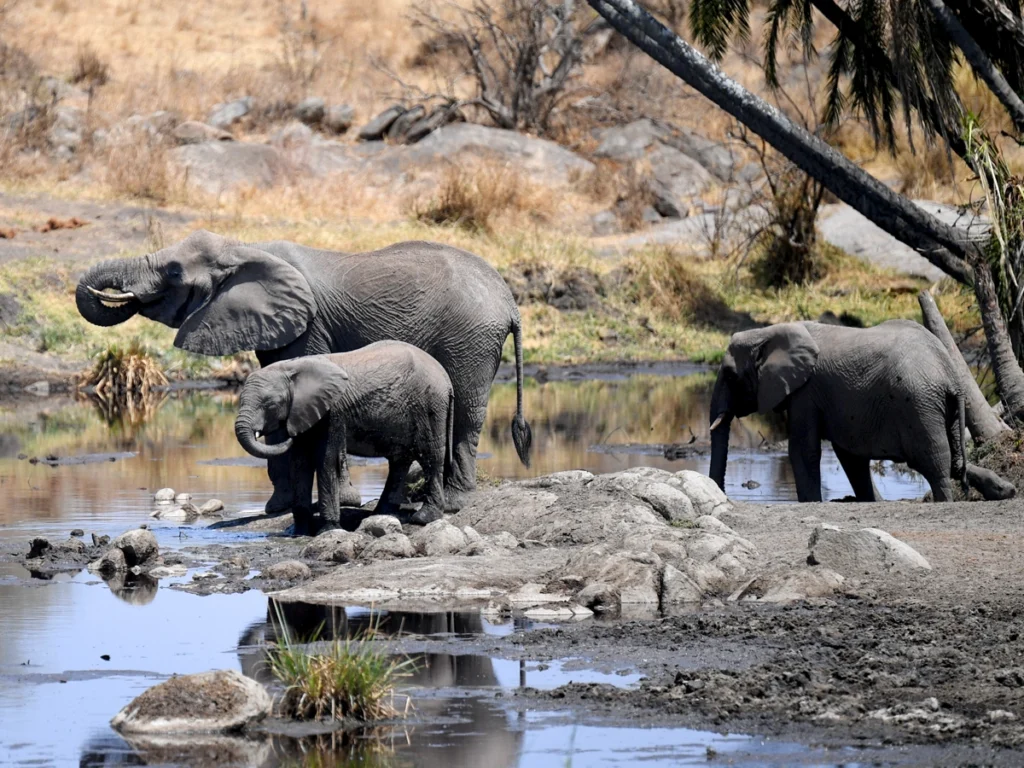 African elephant near Tanzania's lake amidst golden savanna and serene waters.