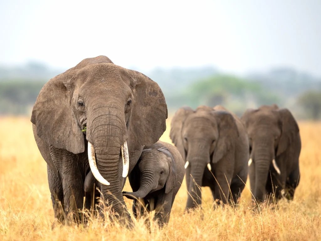 Elephant family in Serengeti National Park