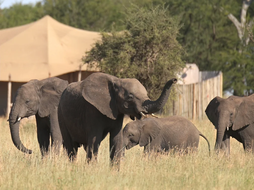 Elephants near One Nature Lodges