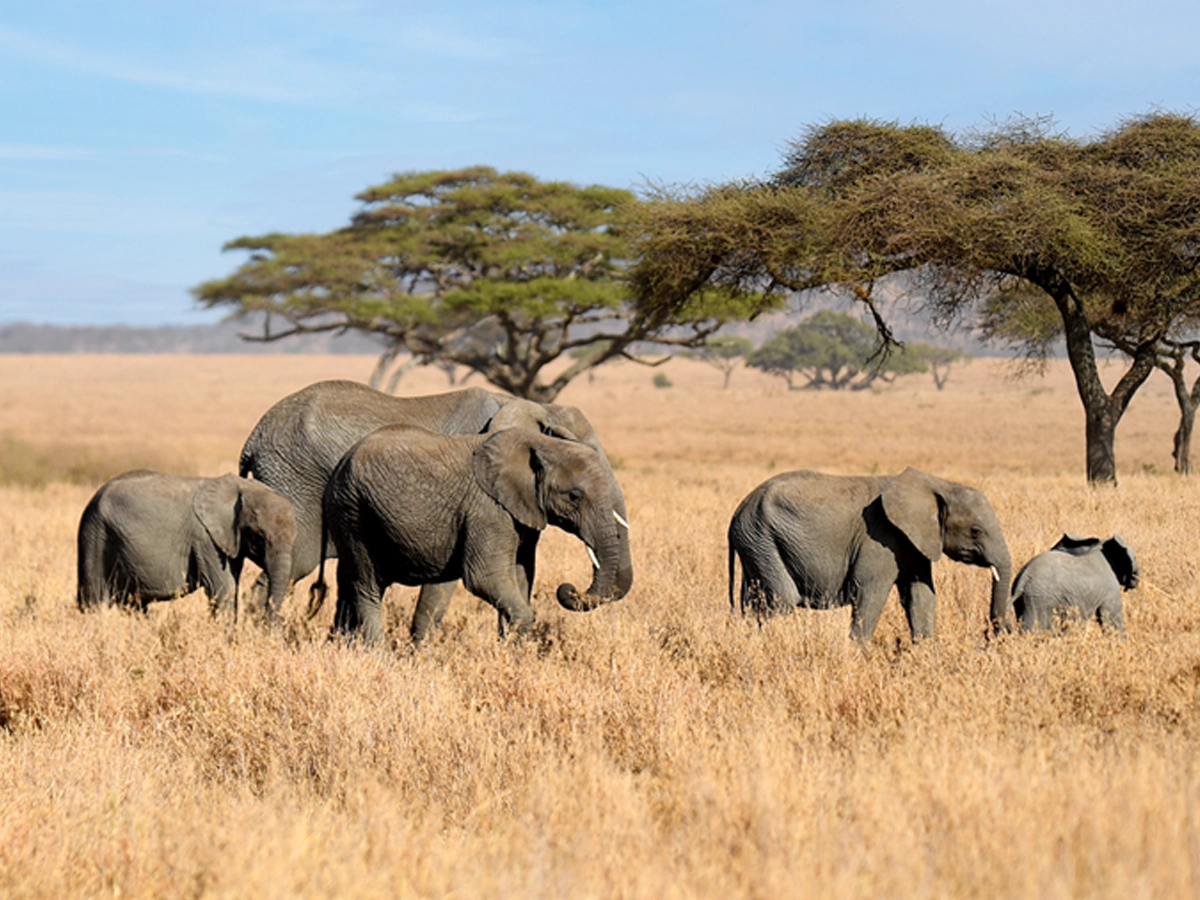 African elephants walking across Serengeti's golden plains.