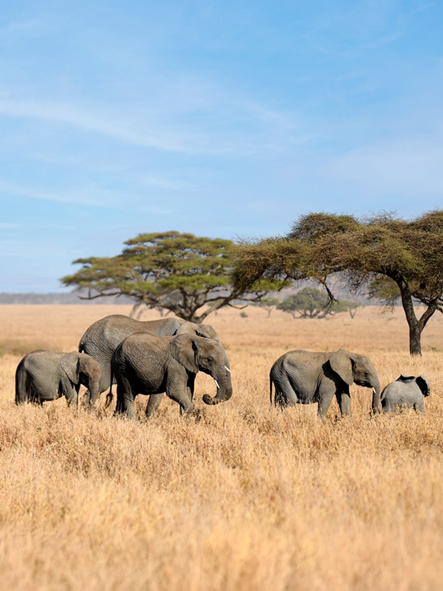 African elephants walking across Serengeti's golden plains.