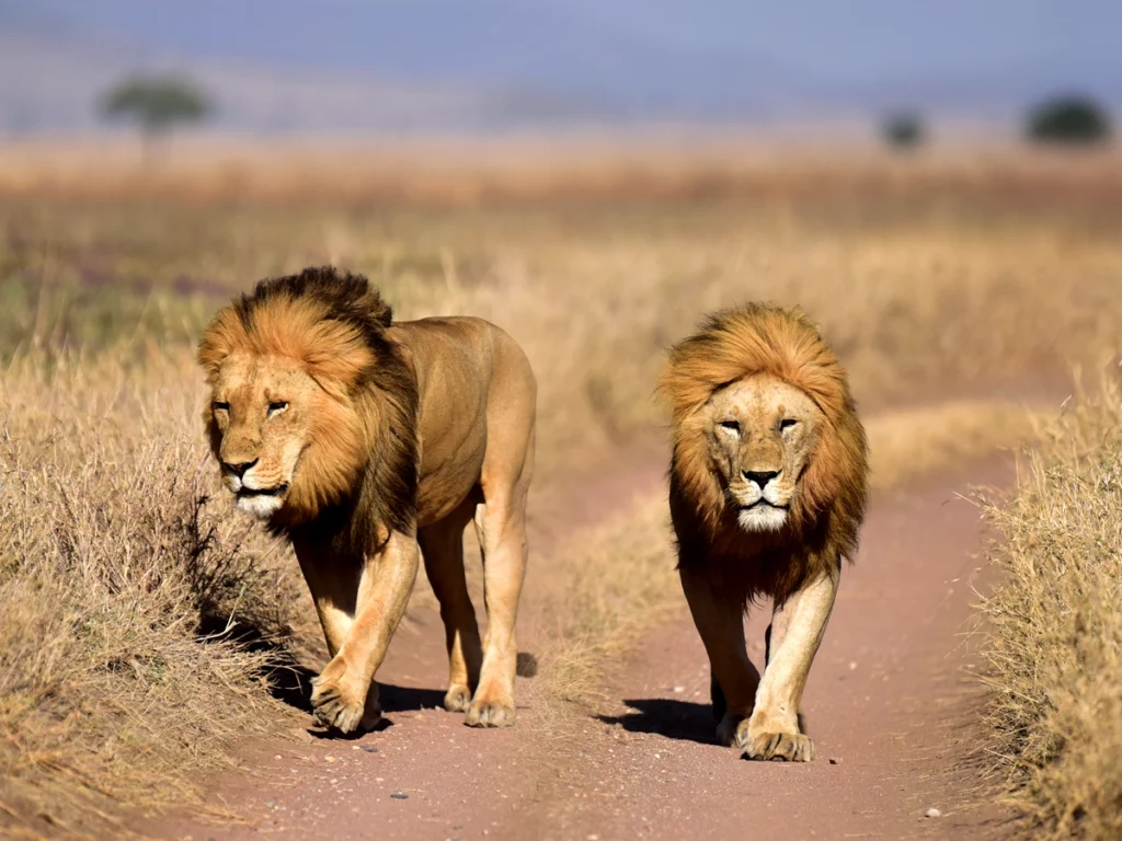 Lions In Serengeti National Park