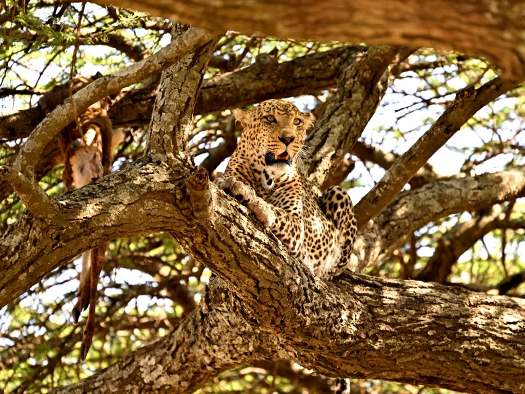 leopard resting on a sturdy tree branch, with its spotted coat blending into the surroundings.