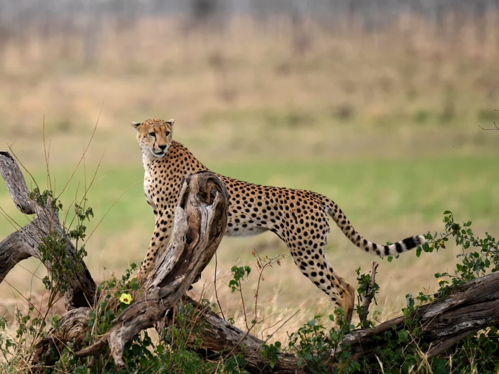 Cheetah standing alert in a grassy plain.