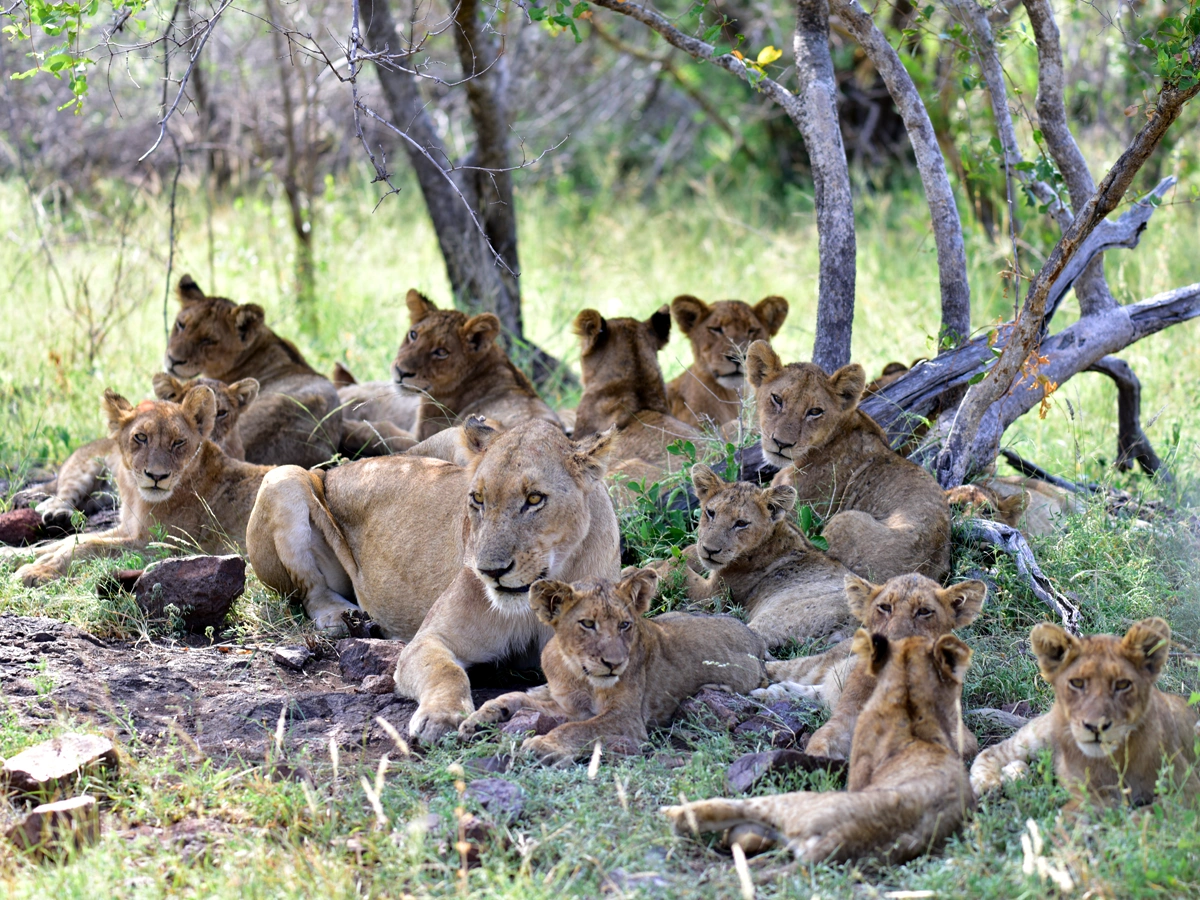 large pride of lions, including lionesses and many cubs, resting together in a grassy, wooded area.