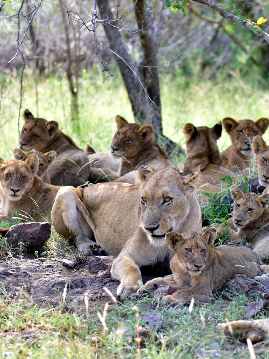 large pride of lions, including lionesses and many cubs, resting together in a grassy, wooded area.