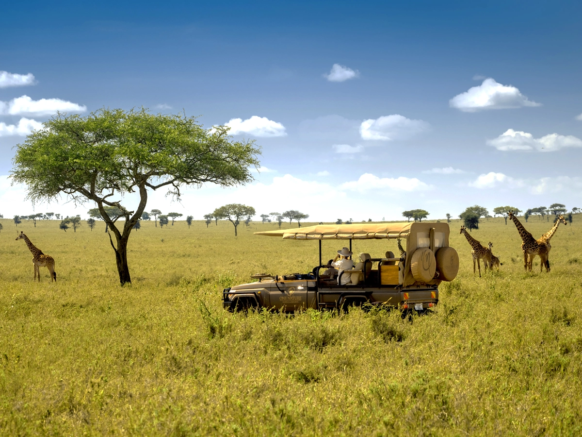 One Nature Hotels safari trucks with tourists watching giraffes in Serengeti National Park.