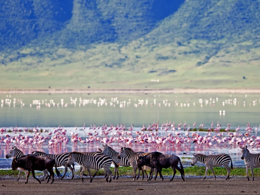 A group of zebras and wildebeest walking along a lake in the Ngorongoro Crater, with flamingos wading in the water and green hills in the distance.