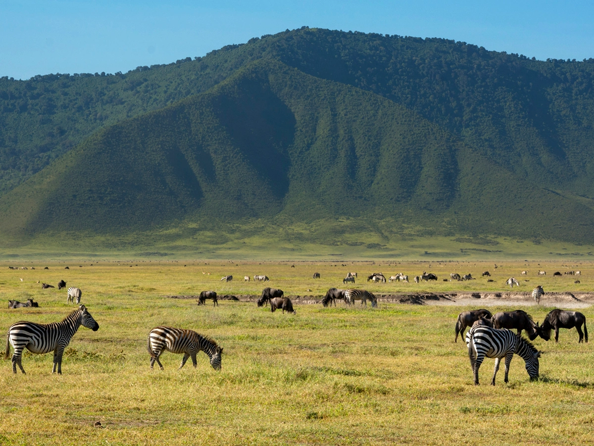 Zebras and wildebeest grazing in the vast grasslands of the Ngorongoro Crater with a lush, green mountain backdrop.