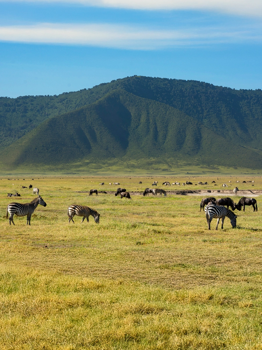 Zebras and wildebeest grazing in the vast grasslands of the Ngorongoro Crater with a lush, green mountain backdrop.