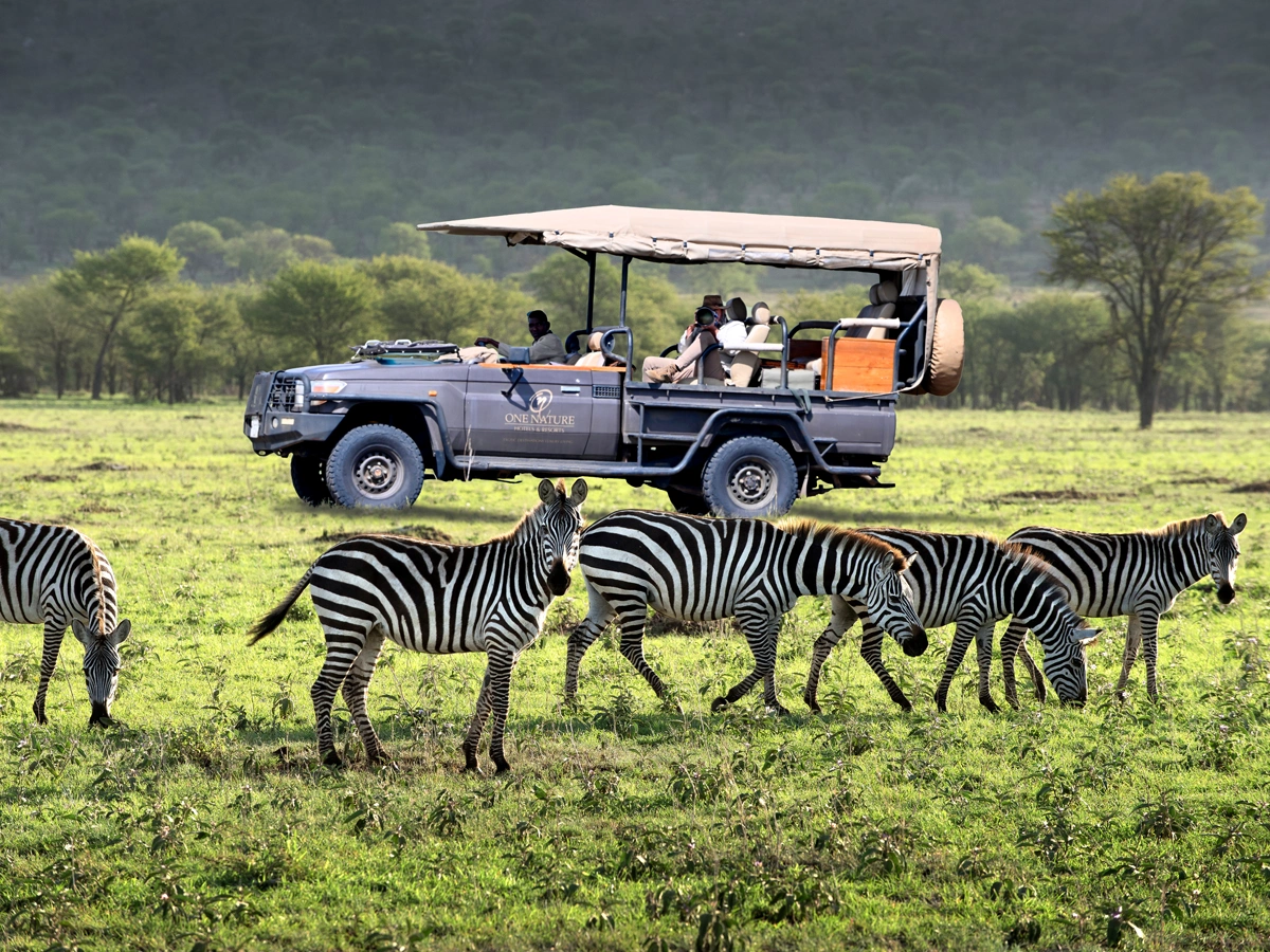 Zebras in Serengeti National Park