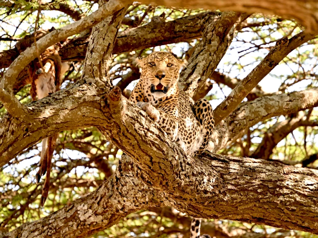 Leopard in a tree at Serengeti National Park