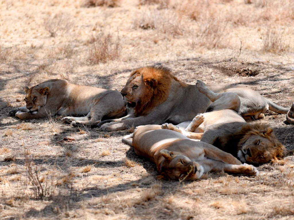 Lions in Serengeti National Park