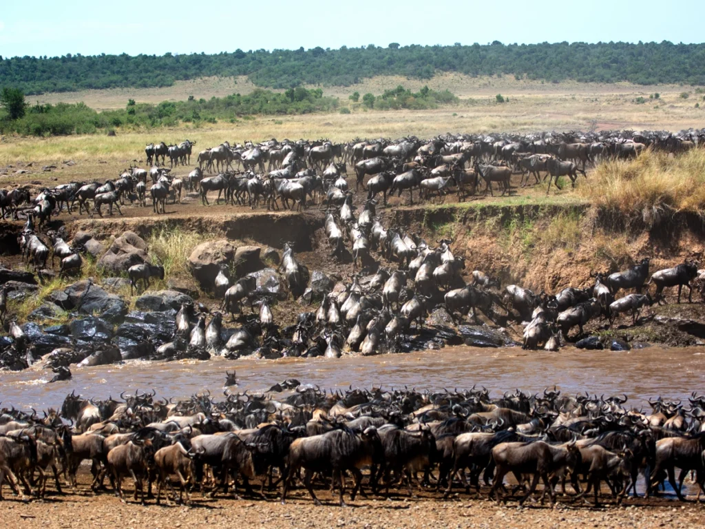 Wildebeest Great Migration