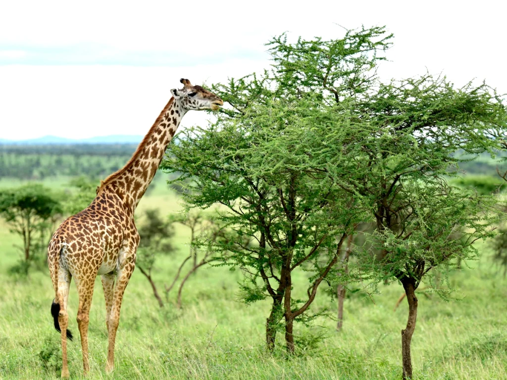 Giraffe eating leaves in Serengeti National Park