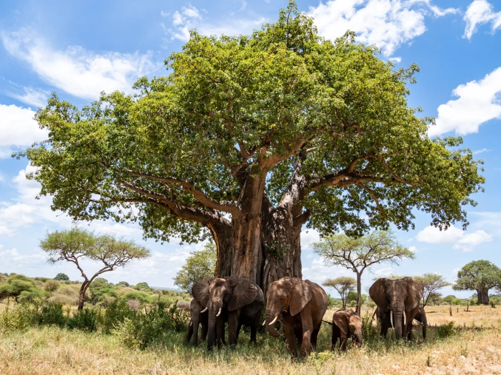 Elephants near a Baobab tree, the water tank of the wilderness