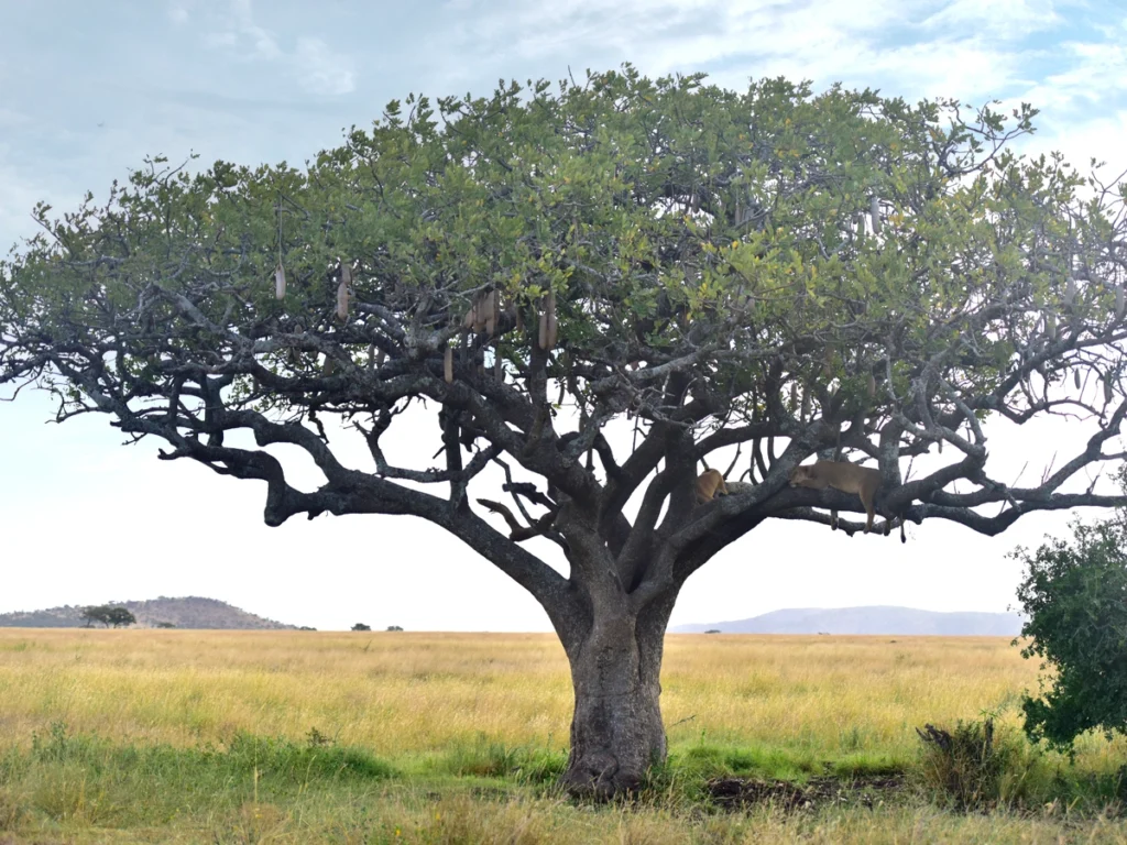 Sausage tree: A vital food source for elephants, baboons, hippos, and giraffes