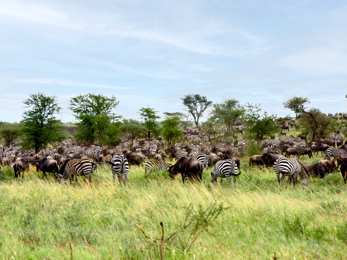 Zebras and wildebeest in Serengeti National Park