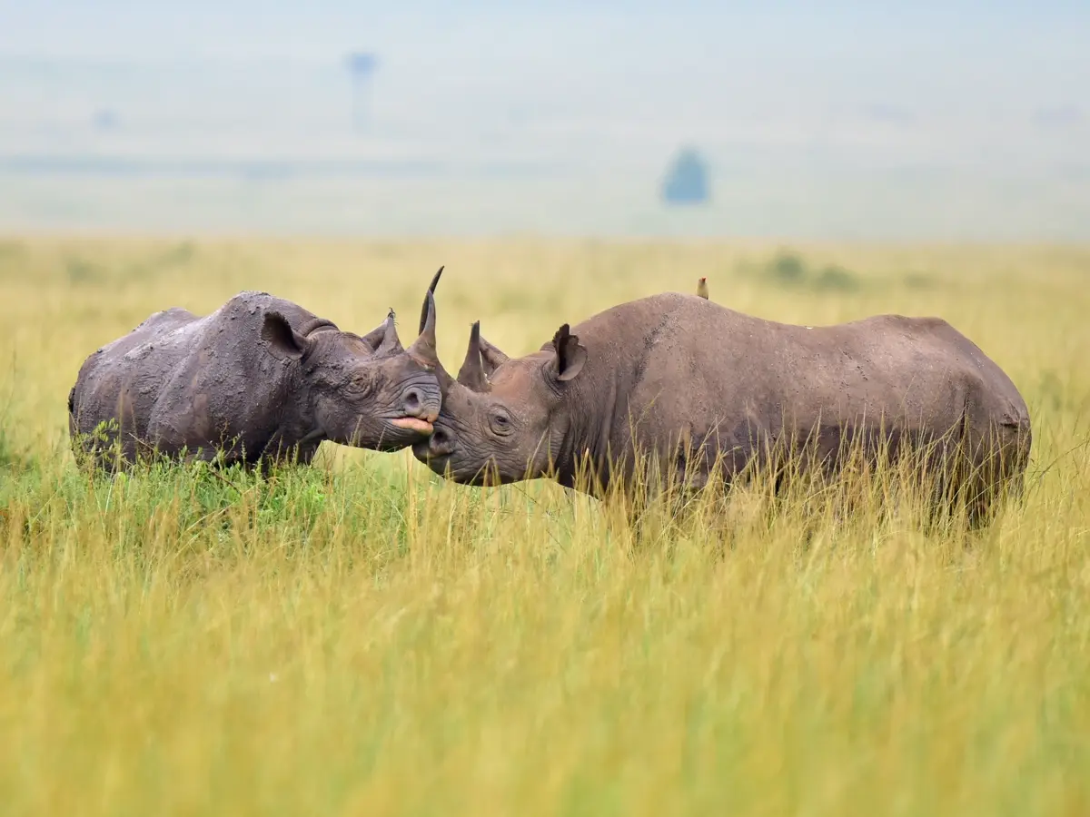 Rhinos graze in the Serengeti’s savannah, highlighting endangered species and wildlife conservation in Africa.